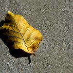 dry leaf