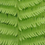 fern
