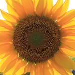 Sunshine through the Sunflower