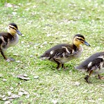 John Paul George and ?