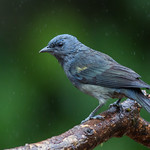 Golden-chevroned Tanager
