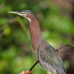 Green Heron 6
