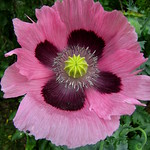Pink poppy