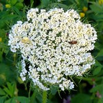 Crab Spider / Krabbenspinne