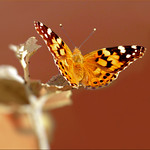 butterfly &deg;&deg;&deg;&deg;&deg;