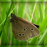 Ringlet