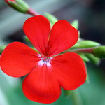 Brilliant red solitary geranium