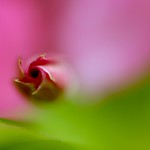 "Think of all the beauty still left around you and be happy."