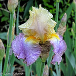 Iris