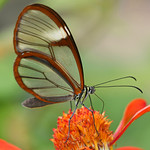 Papillon de verre / Glasswinged butterfly (Greta oto) 💎 🌹