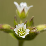 Common Mouse-ear (Cerastium fontanum) flowers