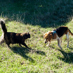 Sams first meeting with the neighbors dog