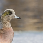Canard d'Am&eacute;rique (m) / American wigeon (m)