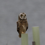 Short Eared Owl
