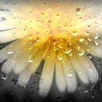 soleil et pluie ,sous un grand soleil aujourd'hui ,bon dimanche