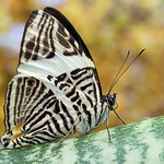 Colobura dirce. (Nymphalidae)