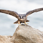 Feed Me! I'm Hungry!