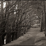 the old path through the grove