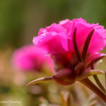 Portulaca Grandiflora - AKA 10:00 AM Flower