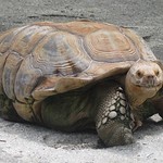galapagos tortoise