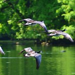 Munich - Geese in flight
