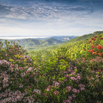 Cradle of Spring Scenic Blue Ridge Parkway Pisgah National Forest WNC
