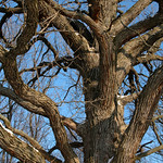 Burr Oak