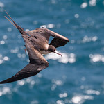 Great Frigatebird MK4_5959