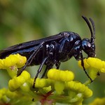 Golden Cup. Blue-black Flower Wasp on Foeniculum vulgare, Fennel, Gaasperplas, Amsterdam, The Netherlands