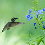 Feeding Female Black-chinned Hummingbird