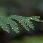 Fundy National Park Vegetation-06006