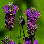 Purple Prairie Clover (Dalea purpurea)