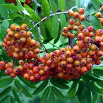 Sorbus aucuparia