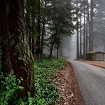 Foggy Path｜Skyline Blvd., San Mateo, California