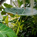 Longwood Garden Conservatory Greenhouse