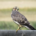 Swainson's Hawk