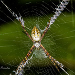 Silver Orb Weaver