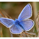 Common Blue (explored)