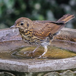 Song Thrush (juvenile)