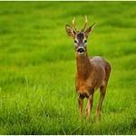 Roe buck.