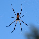 Banana Spider