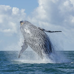 Humpback Breach