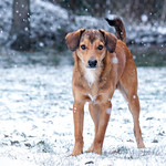 Dog in the snow