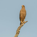 Savanna Hawk