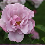 light and delicate...