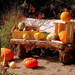 Happy Thanksgiving Bench