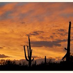 Sonoran Desert Sunset