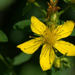 St. John's Wort - Iperico (Hypericum perforatum)_002