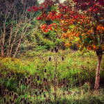 Autumn @ Princess Point