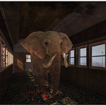 Caution Nice & Wild Animal_2017-10-13_046